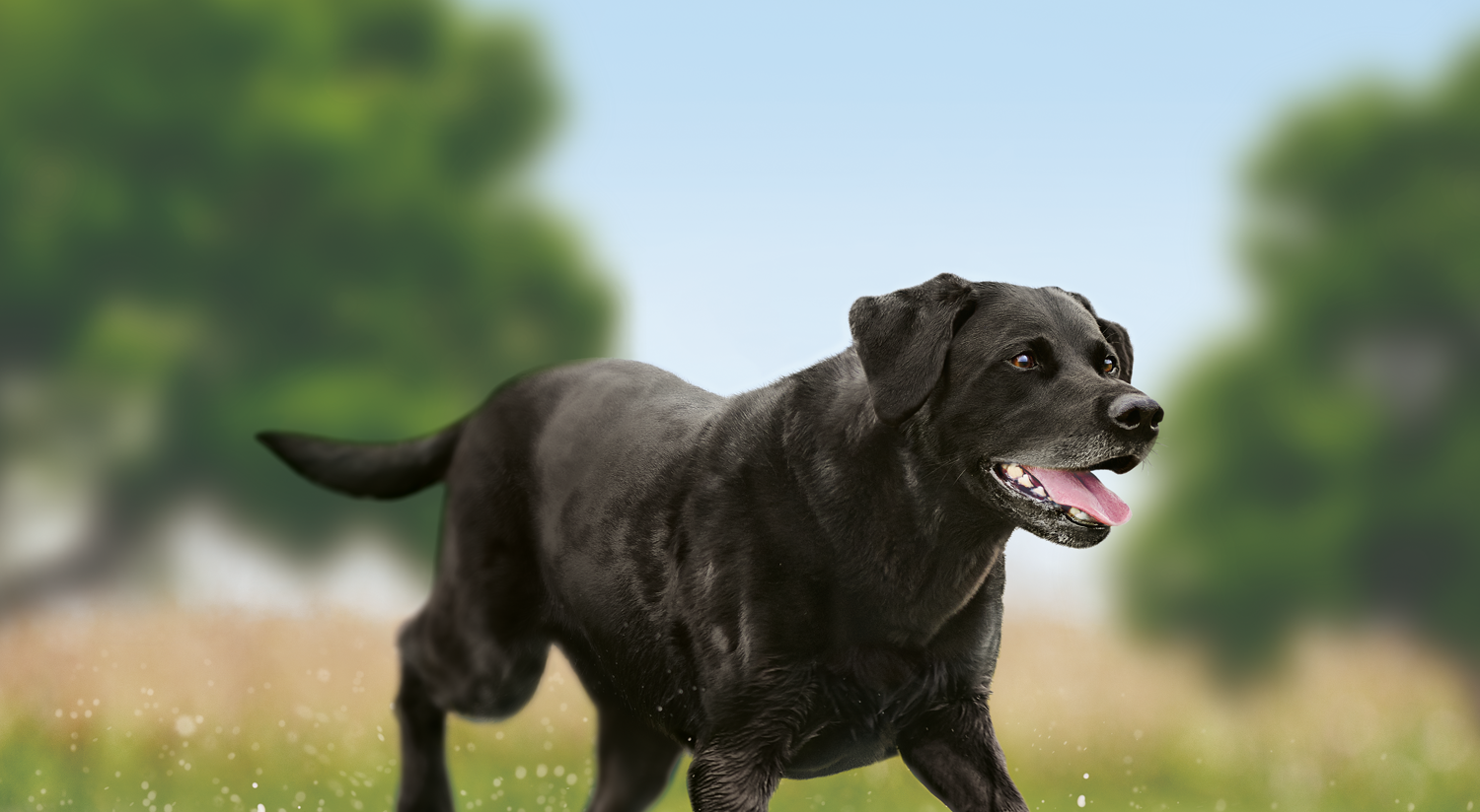 Dry dog food for mature dogs of large breeds 